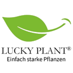 Lucky Plant